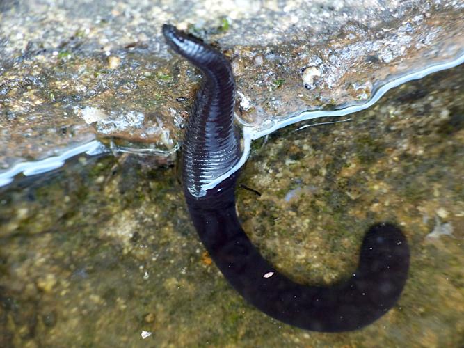 Sangsue Noire (Haemopis sanguisuga) &copy; Morvan Debroize
