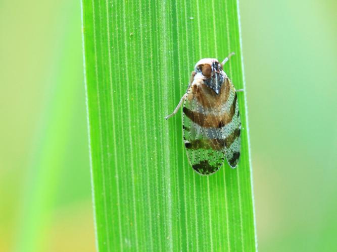 Tachycixius venustulus &copy; Anne Allart-Mury