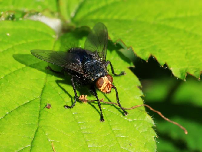 Cynomyie des morts (Cynomya mortuorum) &copy; Anne Allart-Mury