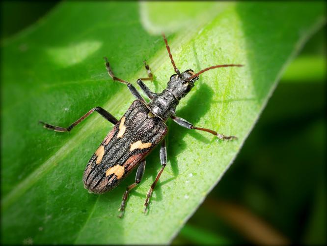 Rhagie fâchée (Rhagium bifasciatum) &copy; Anne Allart-Mury