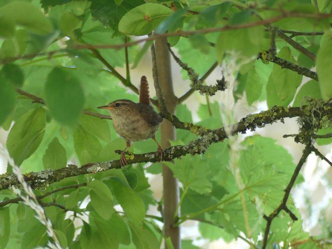 Troglodyte mignon (Troglodytes troglodytes) © Morvan Debroize