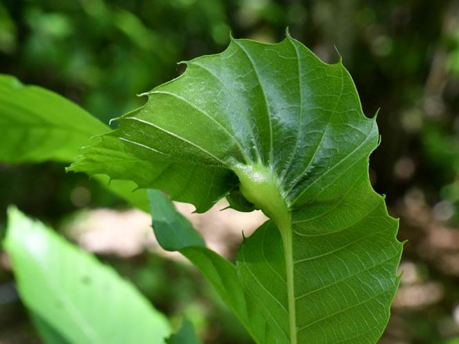 Dryocosmus kuriphilus (galle sur Castanea sativa) &copy; Christina Bot