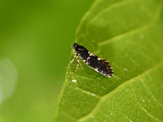 Narycia duplicella &copy; Christina Bot