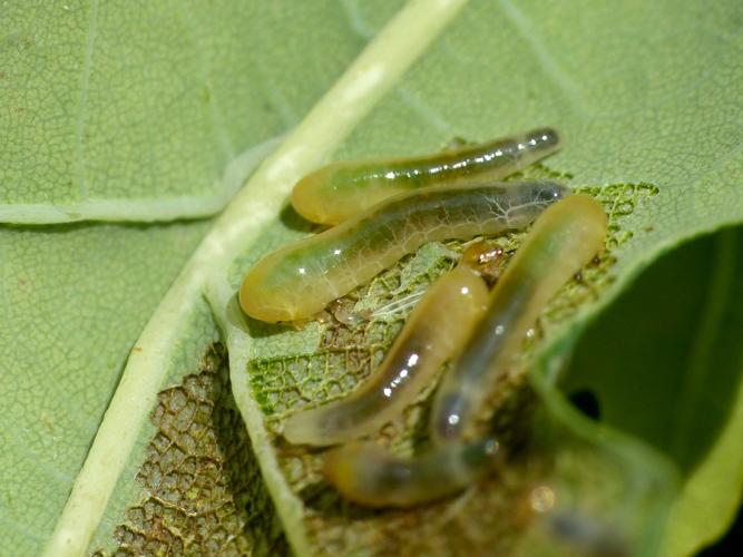 Tenthrède-limace des feuillus (Caliroa annulipes), larves &copy; Morvan Debroize