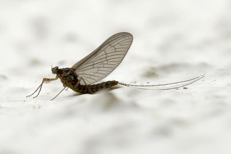 Cloeon dipterum (subimago femelle) &copy; Thibaut Desfours