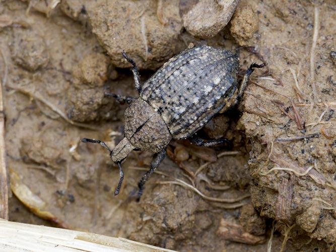Minyops carinatus &copy; Thibaut Desfours