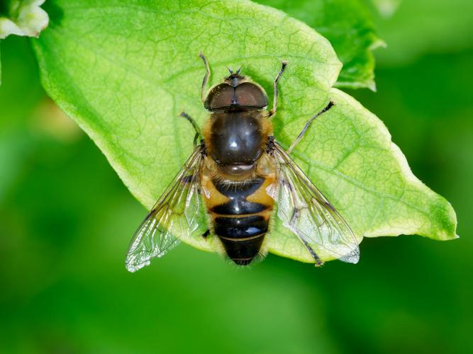 Eristalis similis &copy; Thibaut Desfours