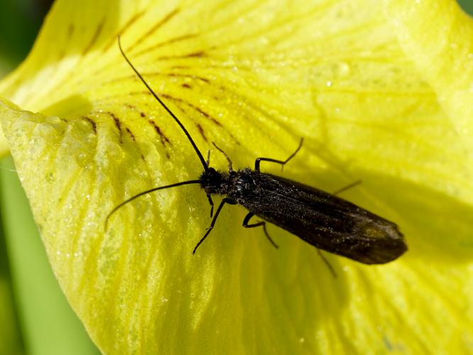 Notidobia ciliaris &copy; Thibaut Desfours