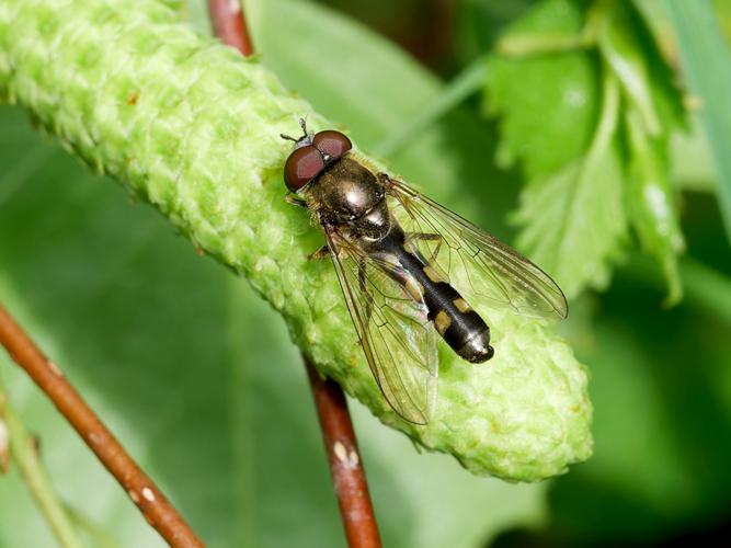 Platycheirus scutatus &copy; Thibaut Desfours