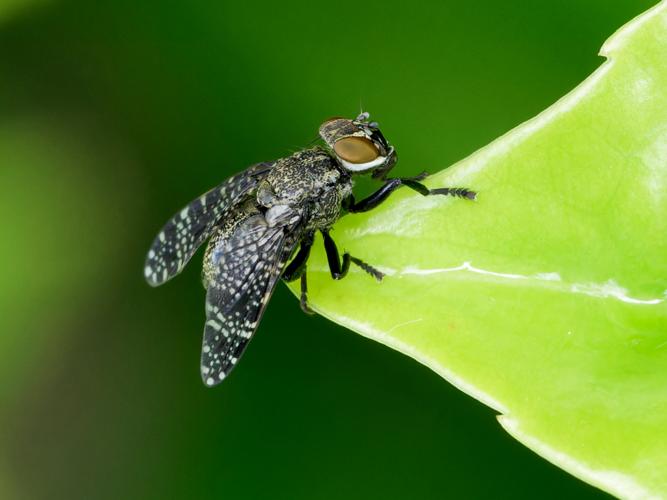 Platystoma seminationis &copy; Thibaut Desfours