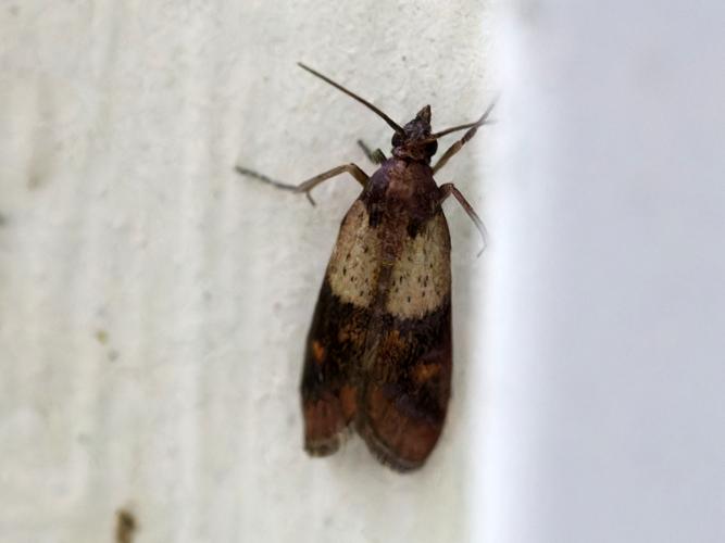 Pyrale Indienne de la Farine (Plodia interpunctella) &copy; Thibaut Desfours