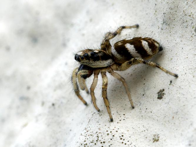 Saltique arlequin (Salticus scenicus), femelle &copy; Thibaut Desfours