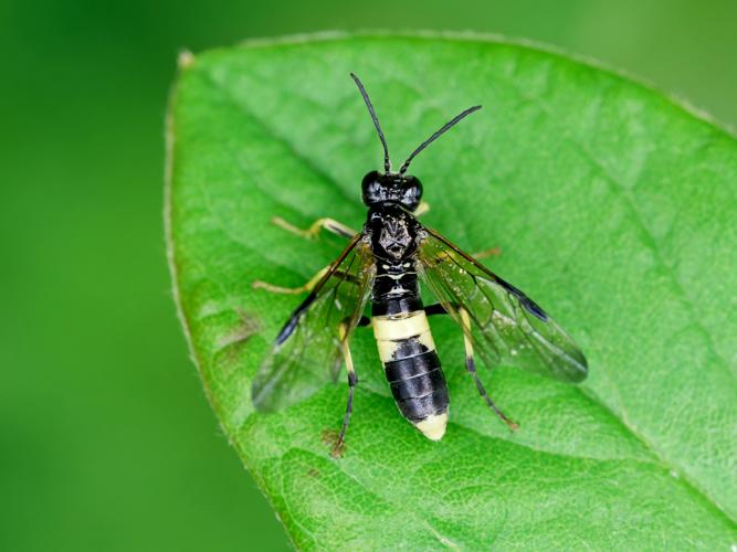 Tenthredo temula &copy; Thibaut Desfours
