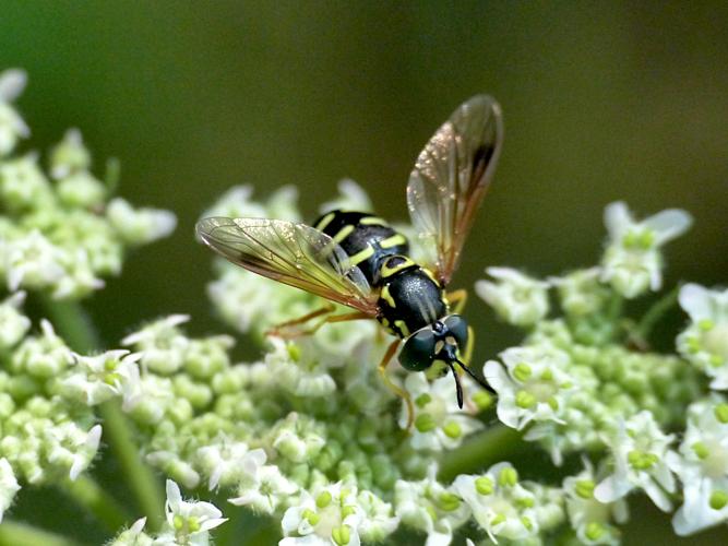 Chrysotoxum festivum &copy; Morvan Debroize