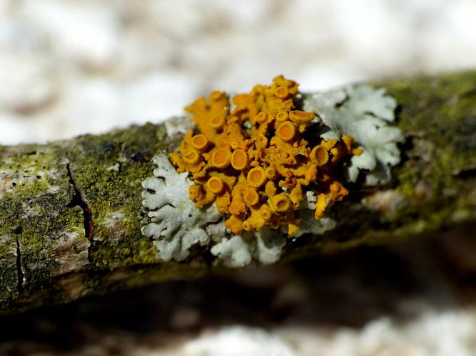 Polycauliona polycarpa &copy; Morvan Debroize