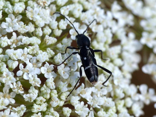 Clyte Sarcleur (Chlorophorus sartor) &copy; Morvan Debroize