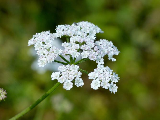 Torilis faux-cerfeuil (Torilis japonica) &copy; Morvan Debroize