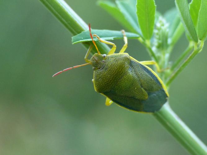 Punaise des genêts (Piezodorus lituratus) &copy; Morvan Debroize