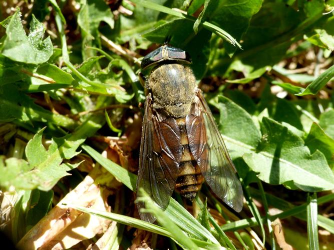 Tabanus bovinus &copy; Morvan Debroize