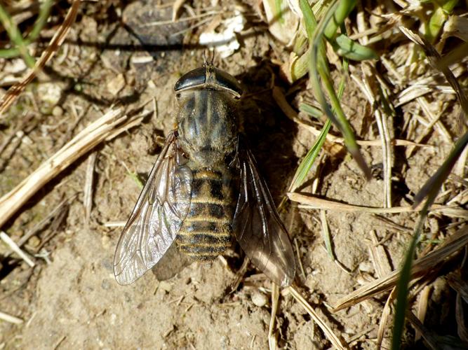 Tabanus bromius &copy; Morvan Debroize