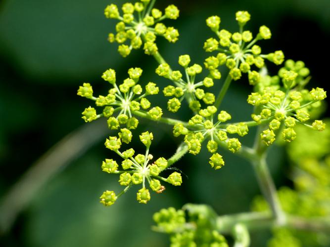 Panais cultivé (Pastinaca sativa) &copy; Morvan Debroize