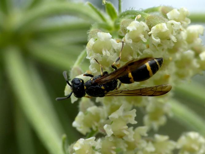 Symmorphus bifasciatus &copy; Morvan Debroize