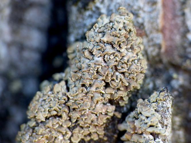 Hypocenomyce scalaris &copy; Morvan Debroize