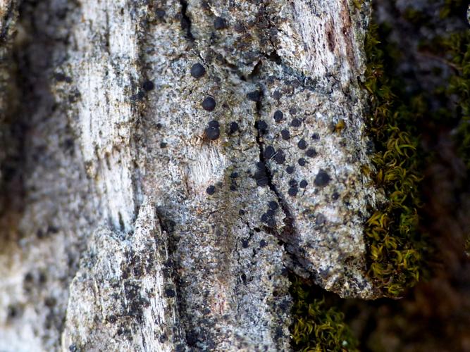 Amandinea punctata &copy; Morvan Debroize
