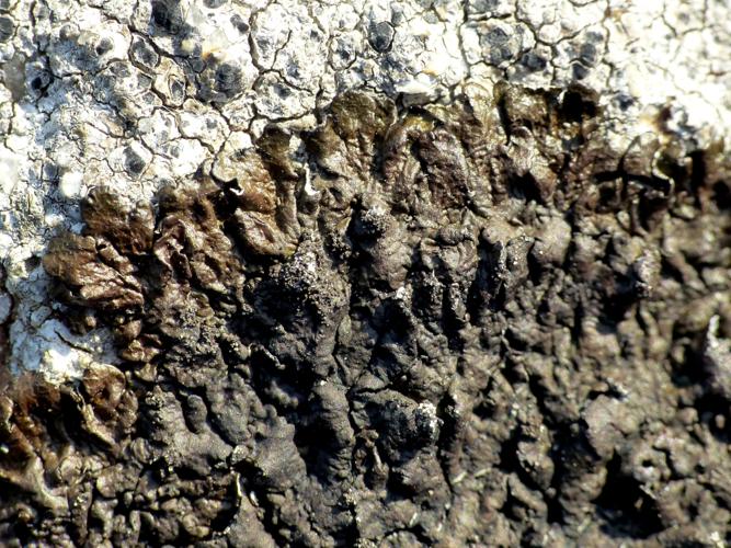 Xanthoparmelia verruculifera &copy; Morvan Debroize