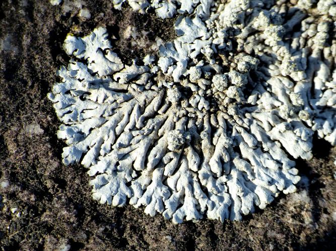 Physcia caesia &copy; Morvan Debroize