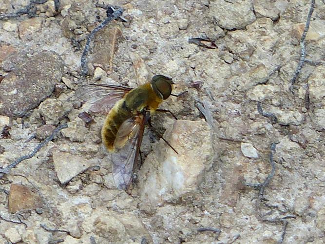 Bombyle hottentot (Villa hottentotta) &copy; Morvan Debroize