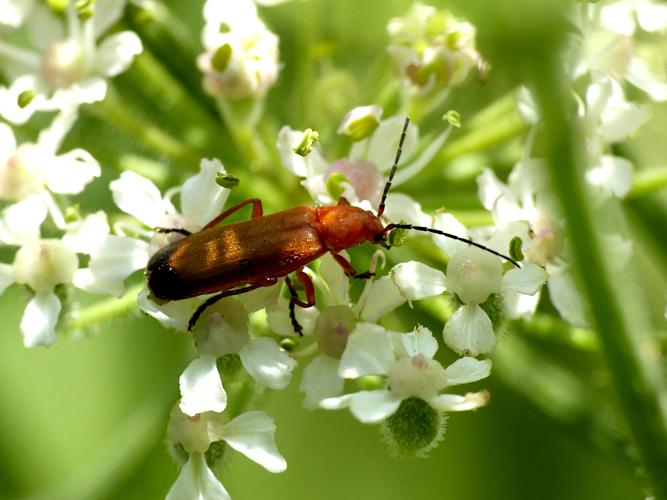 Téléphore fauve (Rhagonycha fulva) &copy; Morvan Debroize
