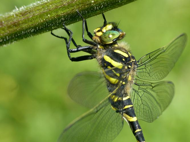 Cordulégastre annelé (Cordulegaster boltonii) © Morvan Debroize