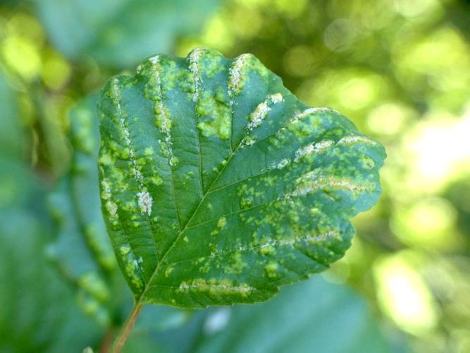 Acalitus brevitarsus (galles caractéristiques sur Alnus glutinosa) &copy; Morvan Debroize