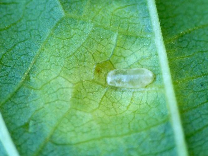 Dasineura pustulans, larve &copy; Morvan Debroize