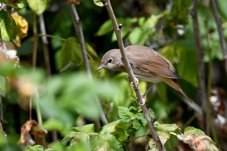 Rossignol philomèle (Luscinia megarhynchos) &copy; Christina Bot