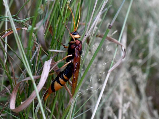 Urocerus augur &copy; Christina Bot