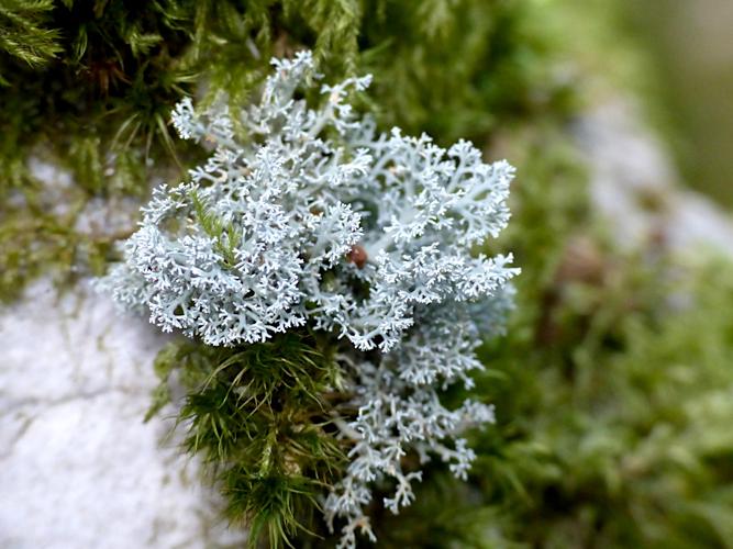 Sphaerophorus globosus &copy; Morvan Debroize