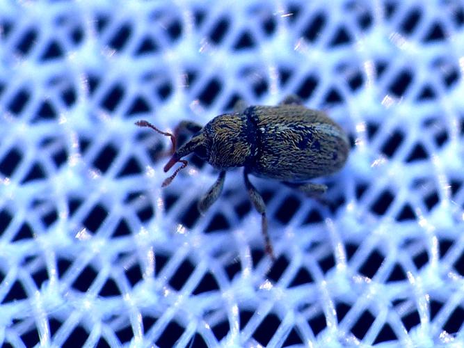 Tychius meliloti &copy; Morvan Debroize