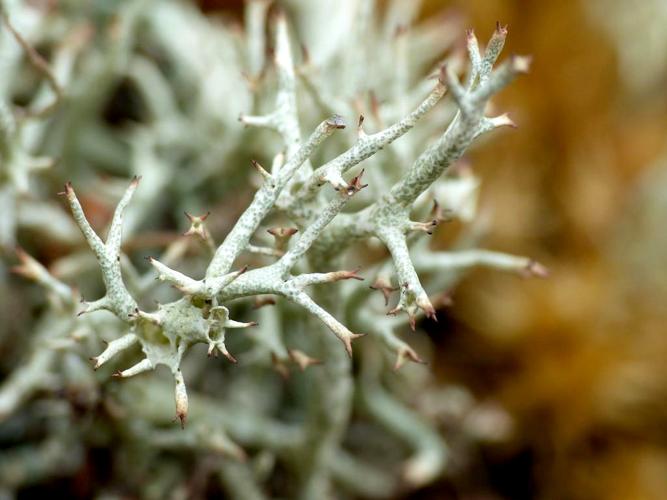 Cladonia uncialis &copy; Morvan Debroize