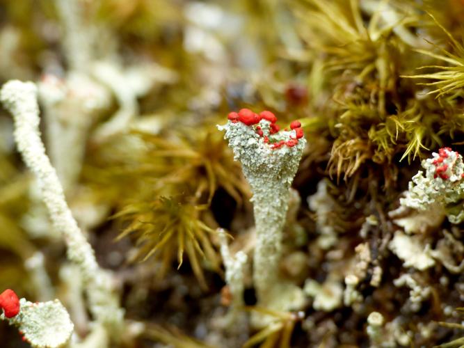 Cladonia coccifera &copy; Morvan Debroize