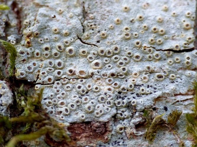 Thelotrema lepadinum &copy; Morvan Debroize