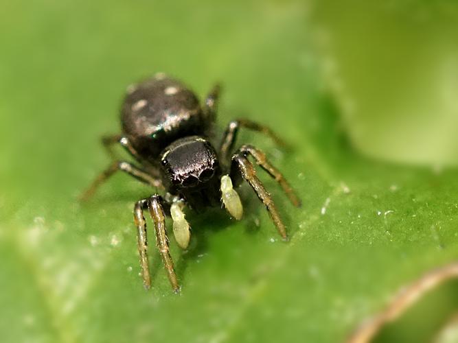 Saltique cuivré (Heliophanus cupreus), femelle &copy; Sylvain Montagner