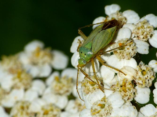 Punaise de la pomme de terre (Closterotomus norwegicus) © Morvan Debroize