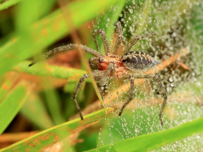 Agélène à labyrinthe (Agelena labyrinthica) &copy; Anne Allart-Mury