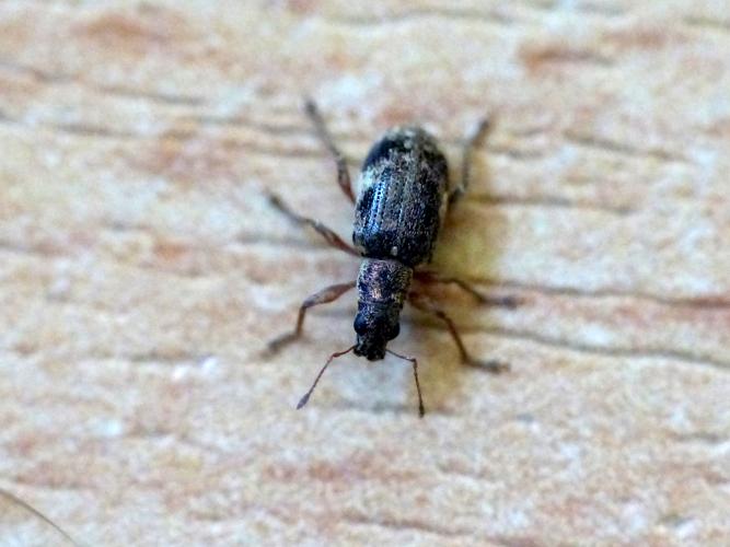 Polydrusus sparsus &copy; Morvan Debroize