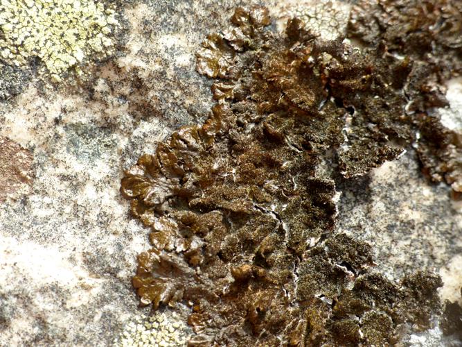 Melanelixia fuliginosa &copy; Morvan Debroize