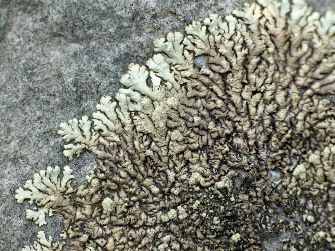 Xanthoparmelia mougeotii &copy; Morvan Debroize