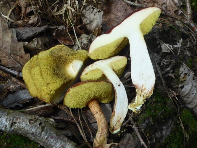 Xerocomus silwoodensis &copy; Abbaye de la Trappe