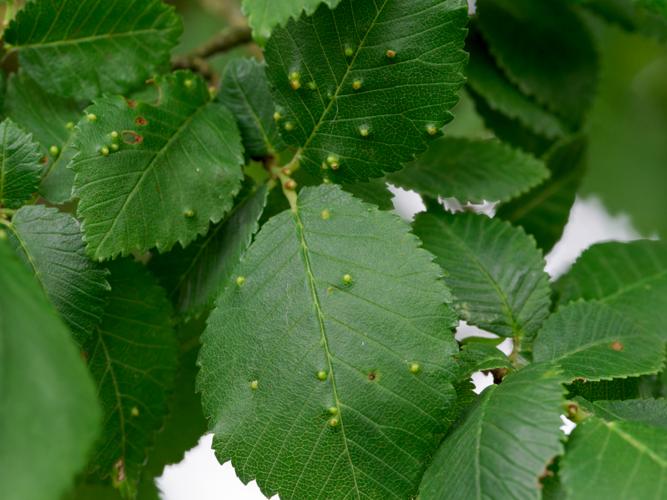 Aceria campestricola, galles sur Ulmus minor &copy; Thibaut Desfours